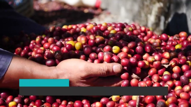 Leilão da Conab libera escoamento de 103 mil toneladas de arroz