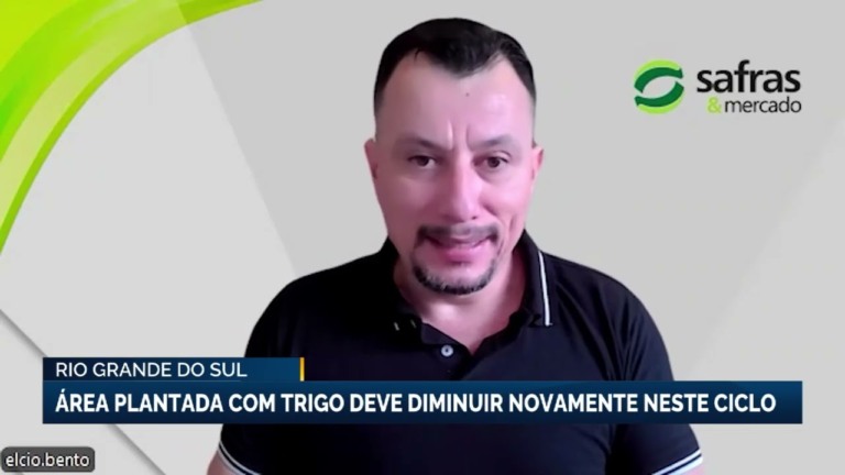 Área plantada com trigo no Rio Grande do Sul deve cair novamente