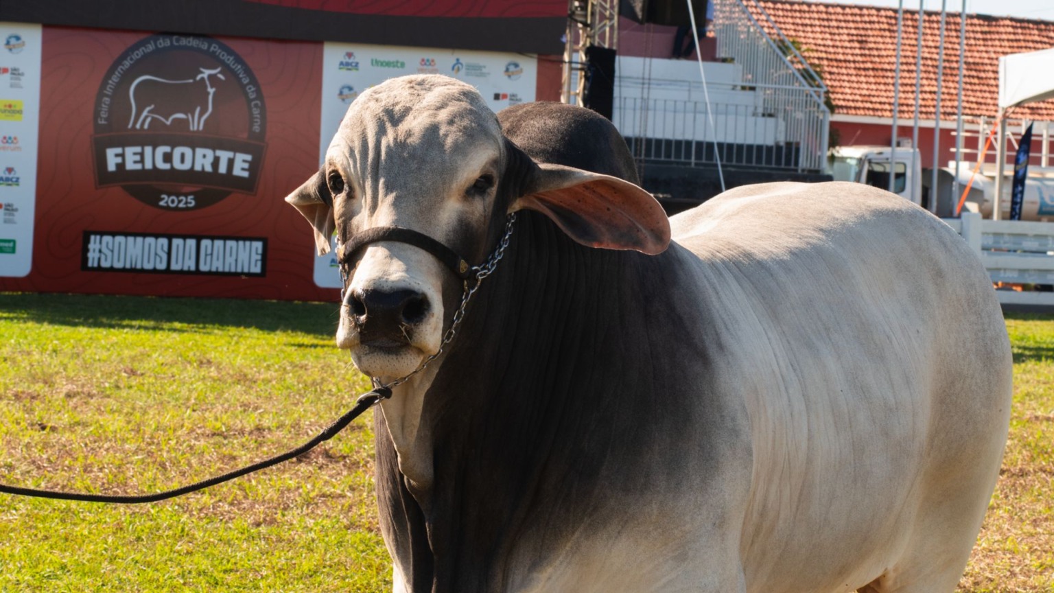 Animais na Feicorte (Foto: Divulgação/Feicorte). Animais na Feicorte (Foto: Divulgação/Feicorte).