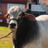 Animais na Feicorte (Foto: Divulgação/Feicorte).