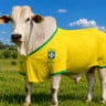 Nelore com a camisa da seleção brasileira