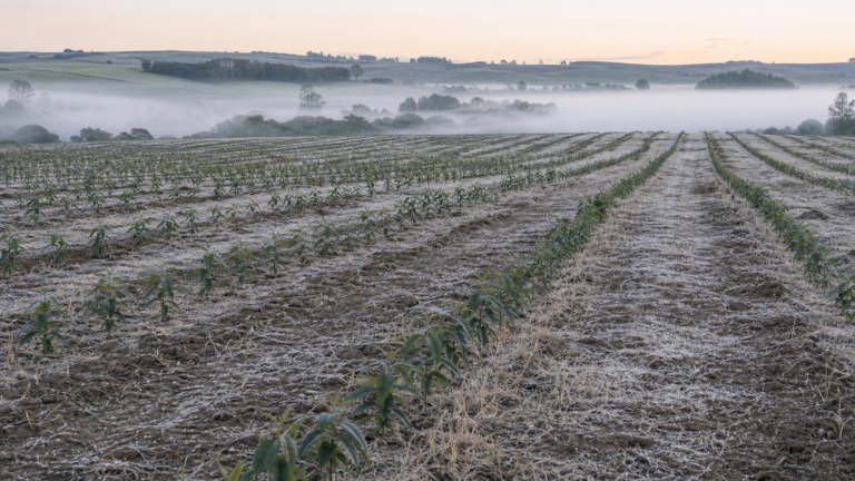 Cultivar de eucalipto adaptada ao frio é apresentada em dia de campo no Paraná