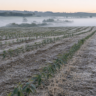 Cultivar de eucalipto adaptada ao frio é apresentada em dia de campo no Paraná
