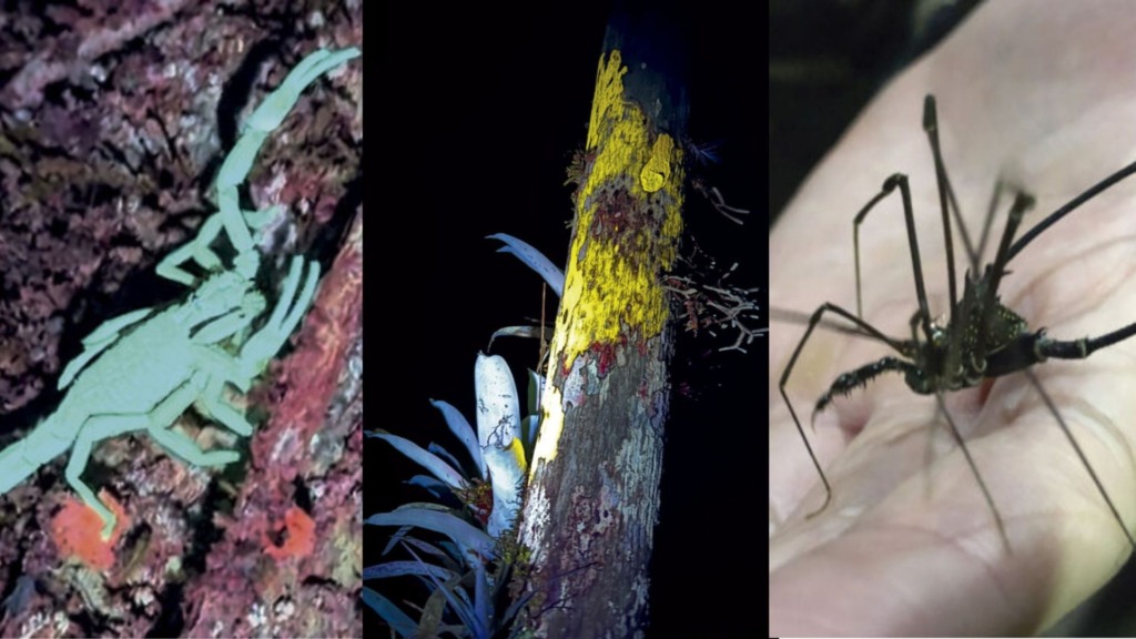 escorpião, líquen e aranha fluorescentes