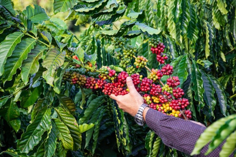 café