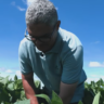 Reprodução Canal Rural