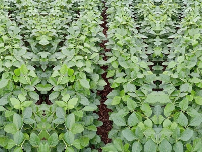 Alta tecnologia na nutrição das plantas garante produtividade e rentabilidade na produção de soja