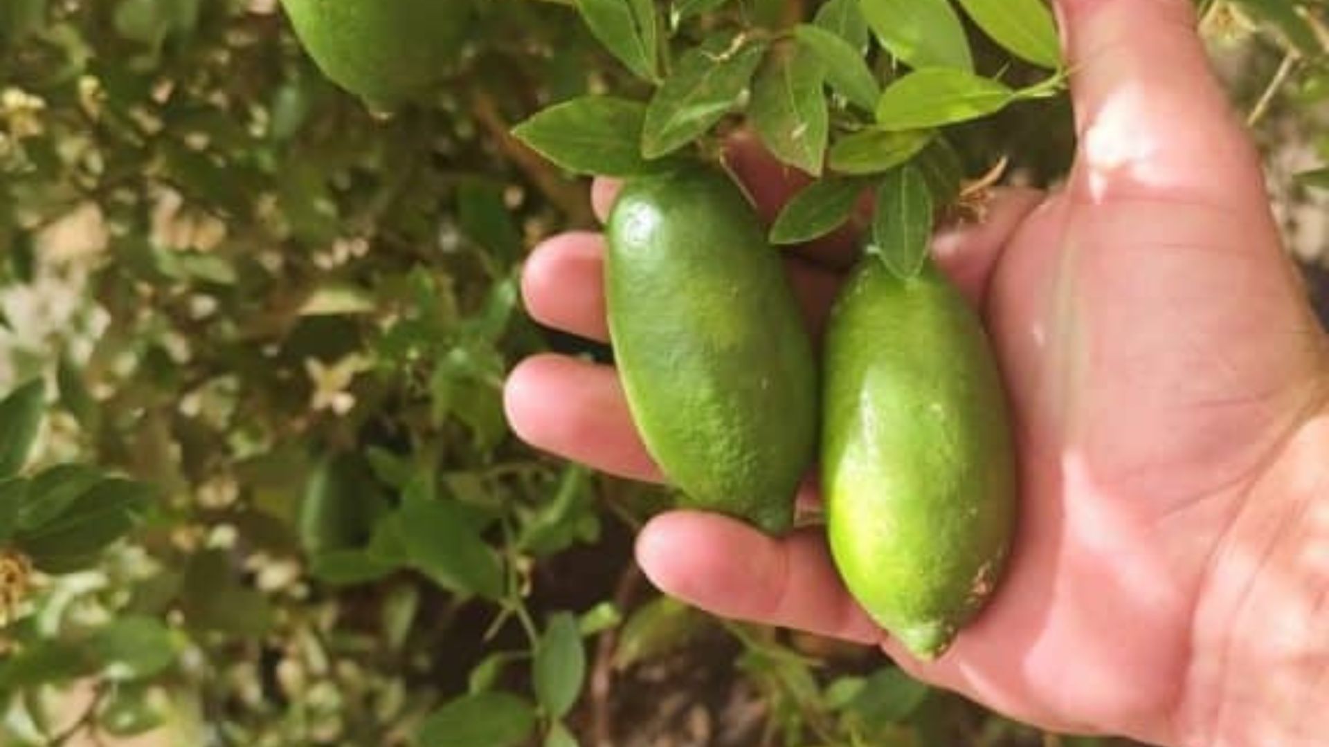 SP registra primeira variedade brasileira do limão caviar, fruta que pode atingir R$ 1,2 mil o quilo