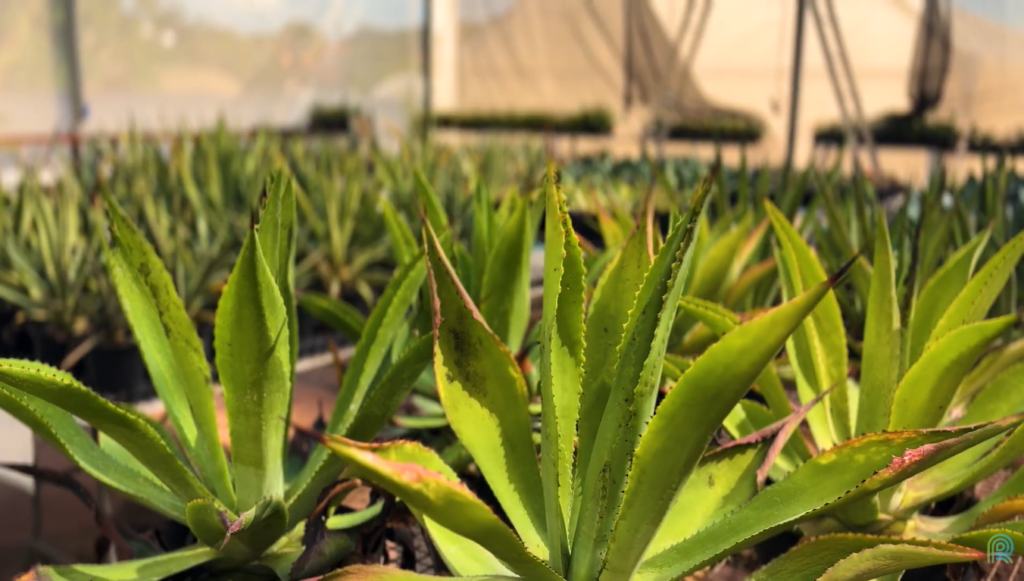 agave agave