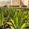agave