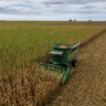 Agroconsult projeta 115,8 milhões de toneladas para a 2ª safra de milho
