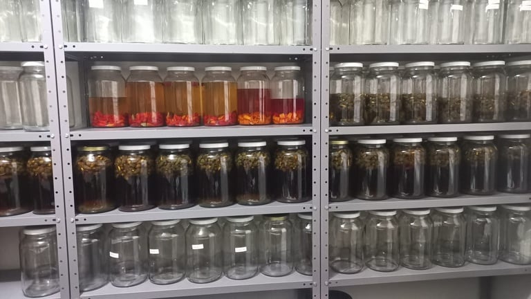 Operação apreende mais de 700 bebidas clandestinas produzidas de forma irregular