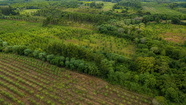 BNDES anuncia R$ 834 milhões do Fundo Clima para reflorestamento