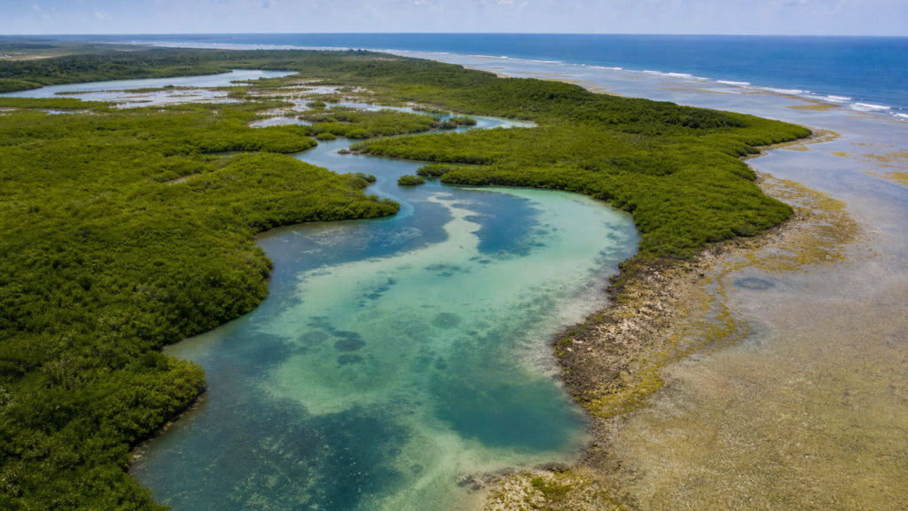 Carbono azul avança no debate climático sobre oceanos e pesca Carbono azul avança no debate climático sobre oceanos e pesca