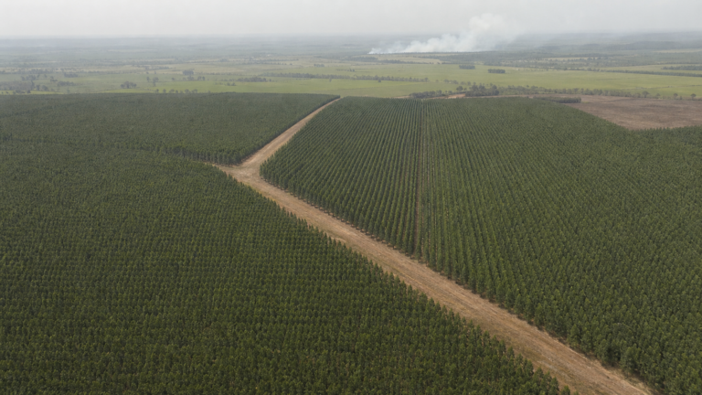 CNA debate espécies invasoras, borracha natural e incêndios florestais