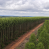 CNA sedia reunião da Câmara Setorial de Florestas Plantadas em Brasília