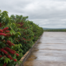 Colheita de café arábica no Cerrado Mineiro atinge 18% da safra prevista
