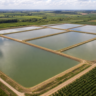 Conferência Estadual de Aquicultura e Pesca entra na pauta de câmara setorial no RS