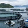 Consumo interno de peixes de cultivo cresce no primeiro semestre, diz Peixe BR