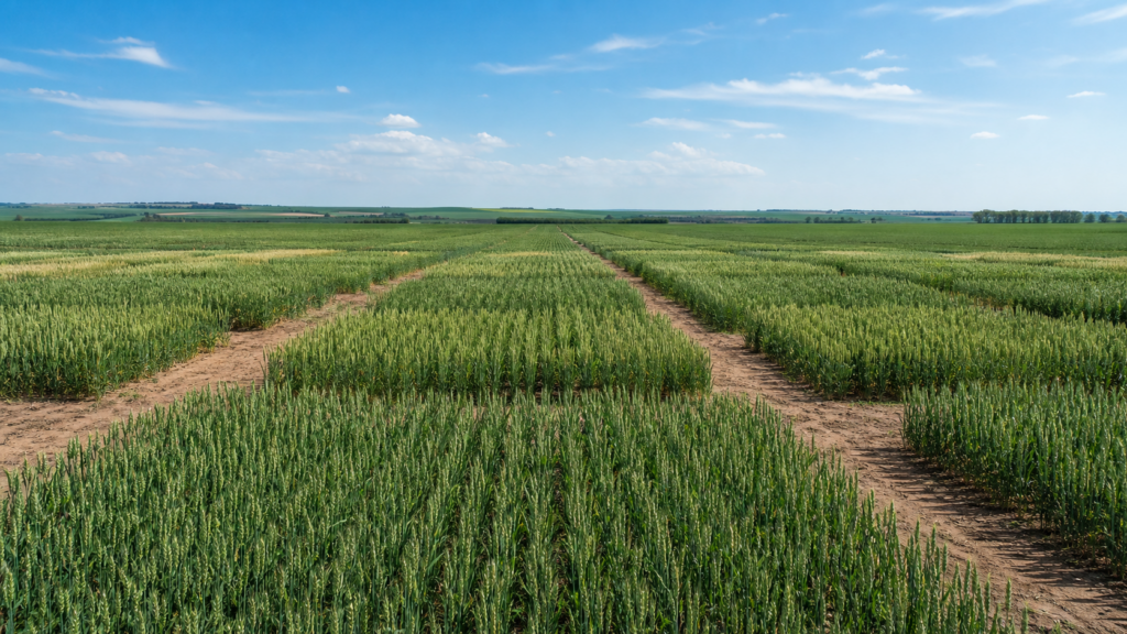 Cultivar BRS Savana é apresentada em Dia de Campo sobre trigo safrinha no DF Cultivar BRS Savana é apresentada em Dia de Campo sobre trigo safrinha no DF