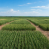 Cultivar BRS Savana é apresentada em Dia de Campo sobre trigo safrinha no DF