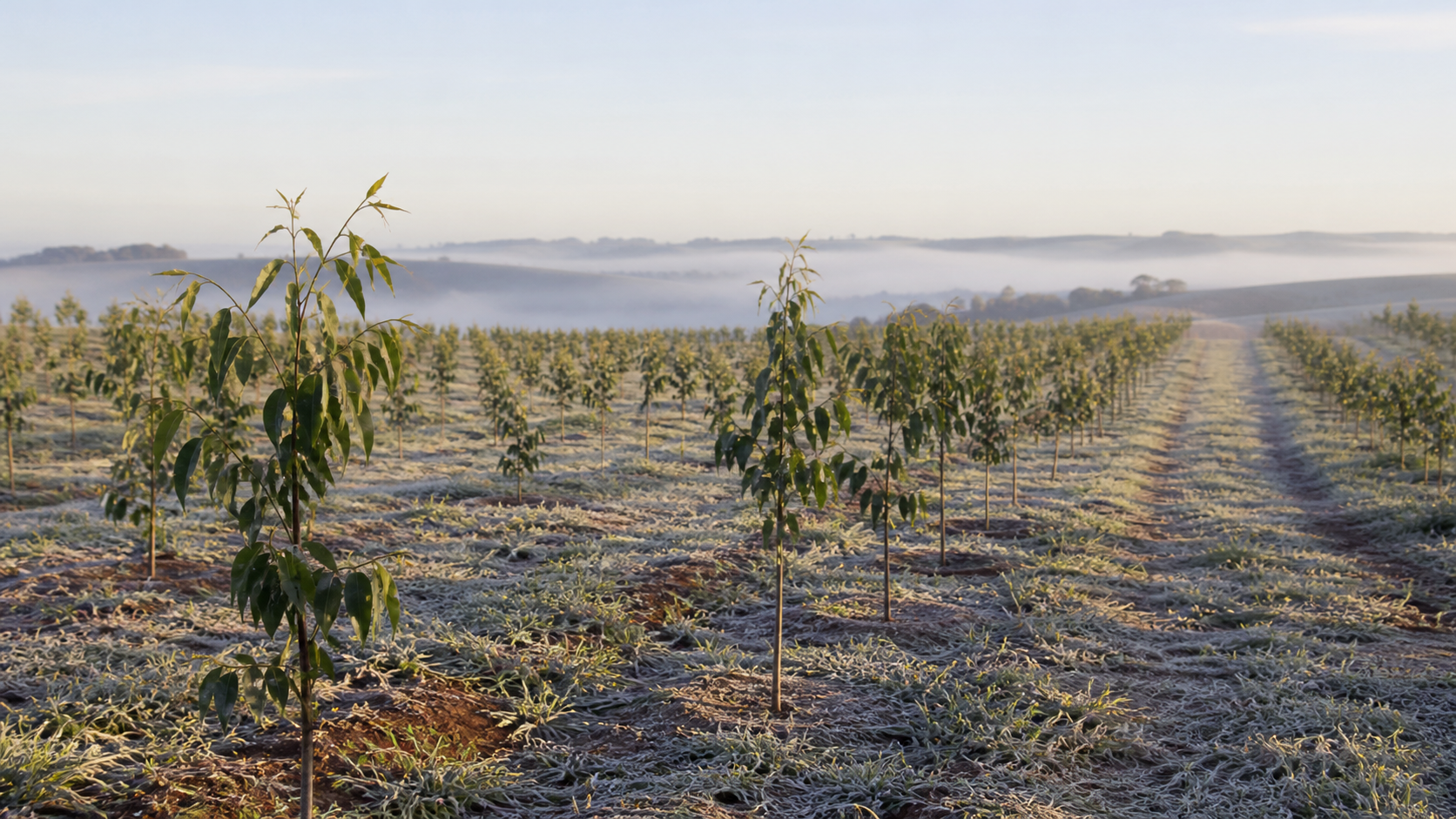 Cultivar de eucalipto adaptada ao frio é apresentada em dia de campo no Paraná