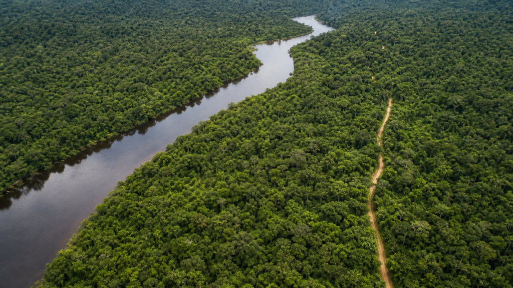 Edital abre concessão florestal de 267 mil hectares na Flona de Balata-Tufari Edital abre concessão florestal de 267 mil hectares na Flona de Balata-Tufari