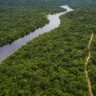 Edital abre concessão florestal de 267 mil hectares na Flona de Balata-Tufari