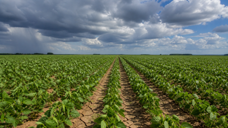 El Niño forte amplia risco para soja do Cerrado e safrinha 2026/27, diz Rural Clima
