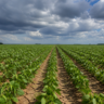 El Niño forte amplia risco para soja do Cerrado e safrinha 2026/27, diz Rural Clima