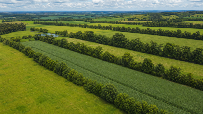 Estudo projeta queda de até 92,6% na intensidade de emissões da pecuária bovina até 2050