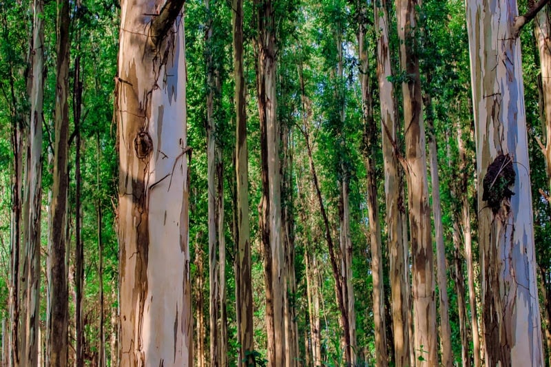 produção de eucalipto em SP produção de eucalipto em SP