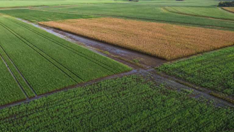 Índice de vegetação do trigo avança nas áreas monitoradas pela Conab