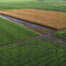 Índice de vegetação do trigo avança nas áreas monitoradas pela Conab