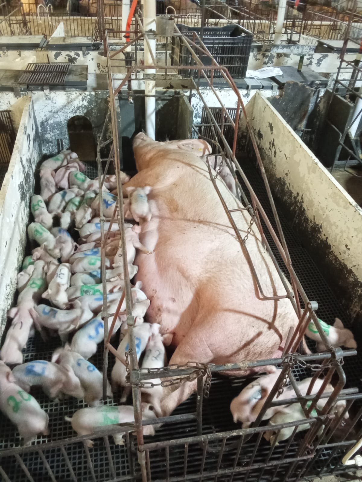 Parto de 46 leitões dura 12 horas, bate recorde e mobiliza fazenda em MG: “Foi uma euforia”, diz produtor