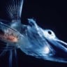 Peixe da subordem Notothenioidei