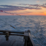 Medidas na pesca de espinhel buscam reduzir morte de albatrozes em alto-mar
