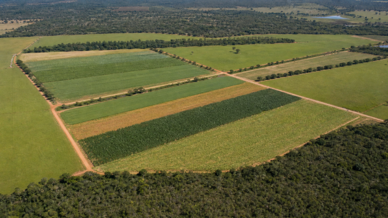 Missão do Suriname visita Embrapa Cerrados para conhecer tecnologias da agricultura tropical