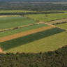 Missão do Suriname visita Embrapa Cerrados para conhecer tecnologias da agricultura tropical