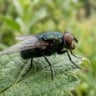 Mosca-da bicheira (Cochliomyia hominivorax), parasita, praga