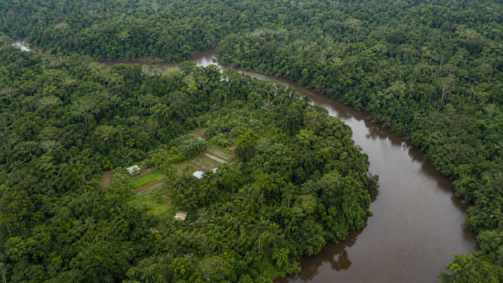 OCDE aponta BNDES como peça-chave para bioeconomia na Amazônia OCDE aponta BNDES como peça-chave para bioeconomia na Amazônia