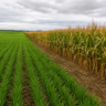 Plantio de trigo no Paraná avança para 96% da área estimada