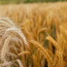Rede divulga avaliação de cultivares de trigo contra brusone da espiga