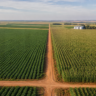 Relatório do USDA deve indicar mais soja e menos milho nos EUA