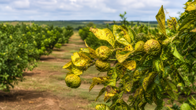 Rio Grande do Sul confirma primeiros casos de greening em plantas cítricas