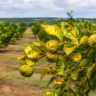 Rio Grande do Sul confirma primeiros casos de greening em plantas cítricas