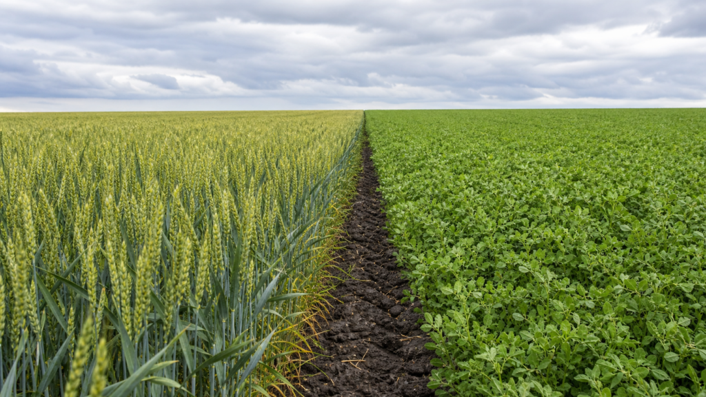 Rotação de culturas pode elevar produtividade do trigo em anos de El Niño Rotação de culturas pode elevar produtividade do trigo em anos de El Niño