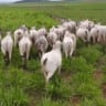 Mercado de saúde animal cresce 7,9% e alcança R$ 12,8 bilhões em 2025