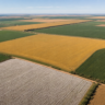 SLC Agrícola decidirá em 30 dias sobre preferência em terras da Radar