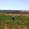 Créditos Agrodefesa